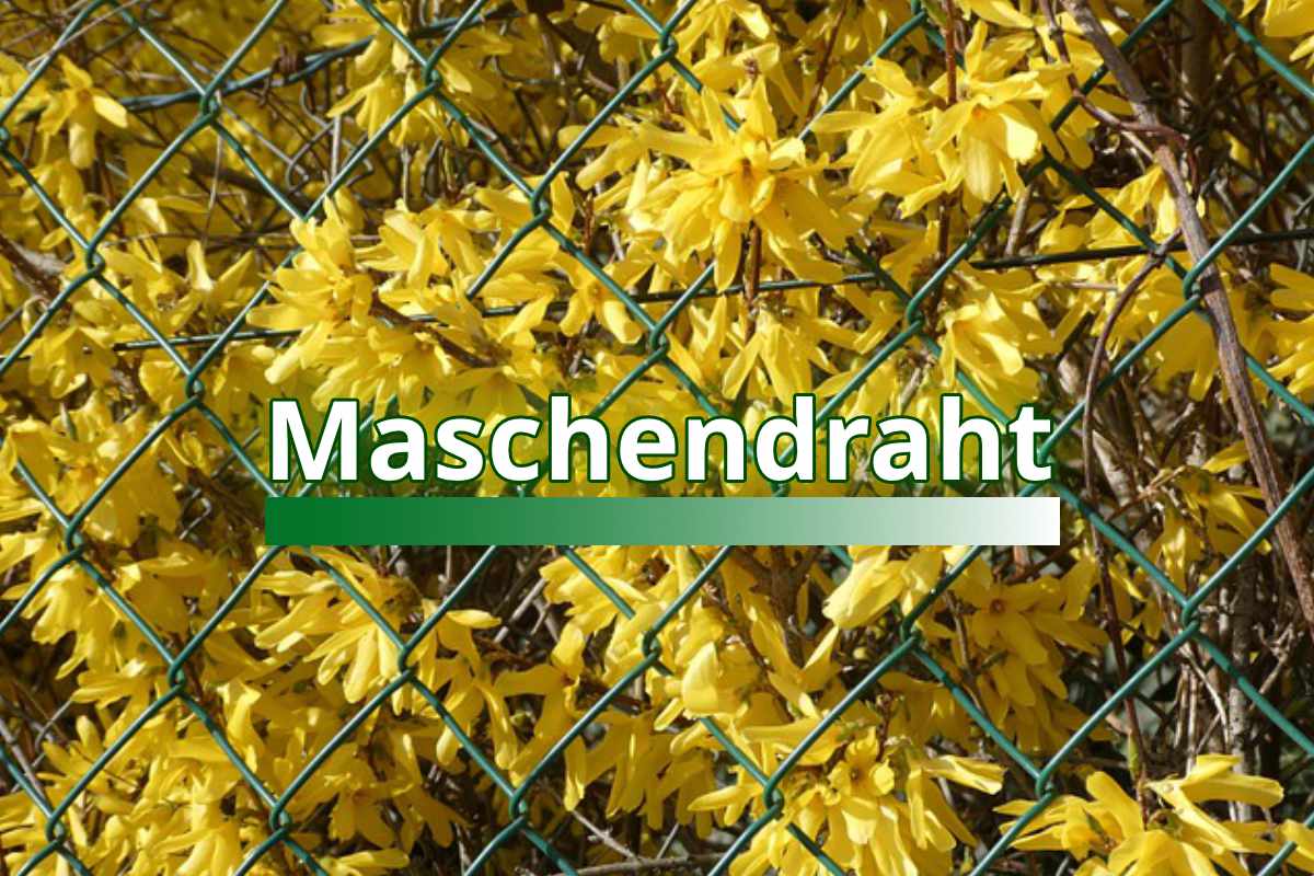Maschendraht